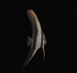 Juvenile Teira Batfish - Lembeh Strait by Dale Treadway 